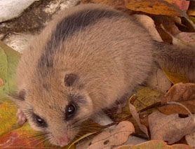 图片：项目的符号：glirulus japonicus