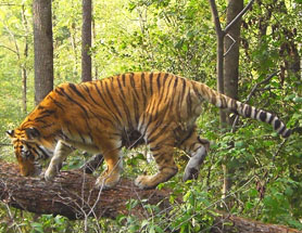 图片：项目的象征：阿穆尔·泰格（Amur Tiger）